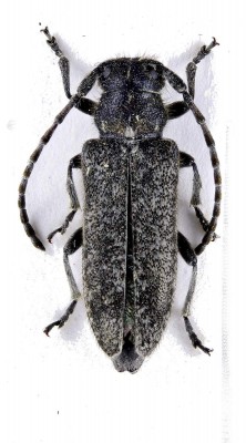 Phytoecia (Pilemia) breverufonotata Pic, 1952.jpg