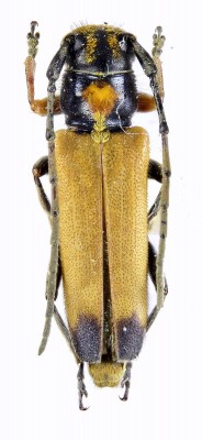 Phytoecia (Helladia) fatima Ganglbauer, 1884.jpg