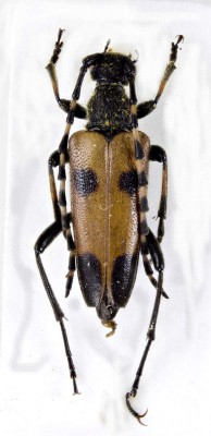 Stictoleptura deyrollei (Pic, 1895).jpg