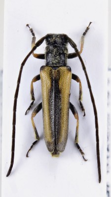 Phytoecia (Blepisanis) ochraceipennis (Kraatz, 1882).jpg