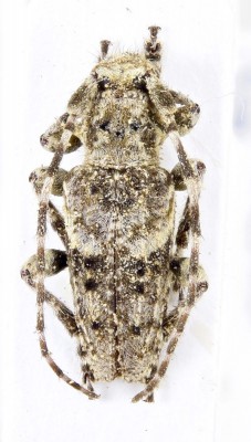 Pogonocherus ehdenensis Sama & Rapuzzi, 2000.jpg