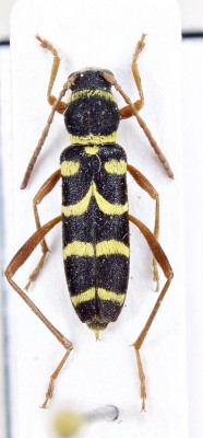 Clytus schneideri Kiesenwetter, 1878.jpg