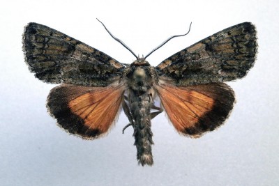 Polyphaenis sericata - samiec