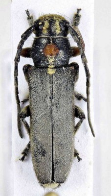 Phytoecia (Helladia) paulusi bludanica (Sama, 2000).jpg