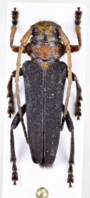 Phytoecia (Helladia) plasoni Ganglbauer, 1884.jpg