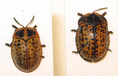 3) Chelymorpha tessellata? Argentina.