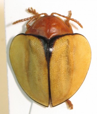 4) Paraselenis sp. Peru.