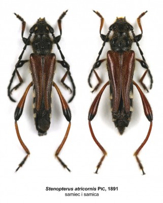 Stenopterus atricornis.jpg