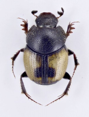 Onthophagus (Palaeonthophagus) cruciatus Ménétriés, 1832.jpg