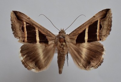 Grammodes bifasciata (PETAGNA, 1786).JPG