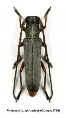 Phytoecia rufipes.jpeg