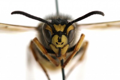 Vespula sp._głowa.JPG