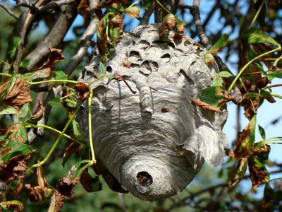 Vespidae_gniazdo_1_Jankowice.jpg