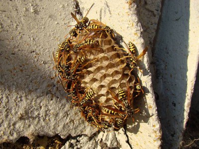 Vespidae_Radom-Gołębiów.jpg