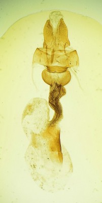 Oligia strigilis (LINNAEUS, 1758)