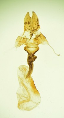 Oligia strigilis (LINNAEUS, 1758)