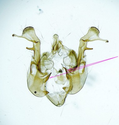 klawus na walwach Oligia versicolor