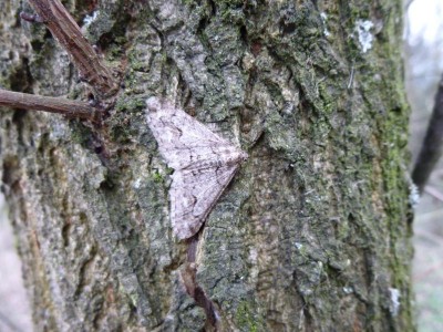 d) Agriopis leucophaearia 21.03.2017 Borek