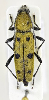 Chlorophorus glabromaculatus (Goeze 1777).jpg