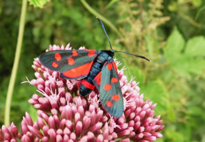 Zygaena trifolii