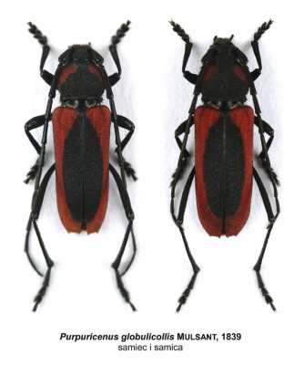 Purpuricenus globulicollis.jpg