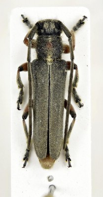 Phytoecia (Phytoecia) vulneris Aurivillius, 1923.jpg