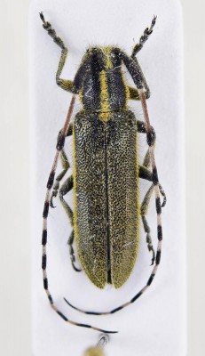 Agapanthia (Agapanthiella) probsti Holzschuh, 1984.jpg