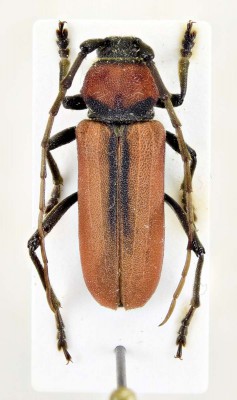 Purpuricenus schurmanni Sláma, 1985.jpg