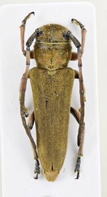 Phytoecia (Musaria) cephalotes Küster, 1846.jpg