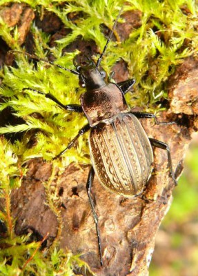 Carabus.jpg