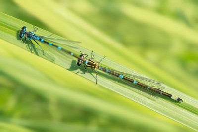 Łątka wczesna (Coenagrion pulchellum)