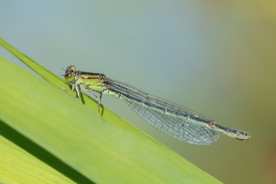 Samica Ischnura pumilio