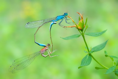 Tężnica wytworna (Ischnura elegans) - samica f. rufescens