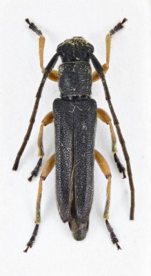 Phytoecia (Phytoecia) erythrocnema Lucas, 1849.jpg