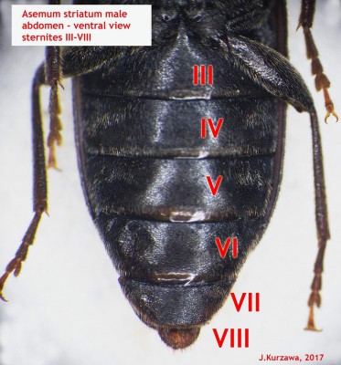 Male numbering sternites of asemum striatum ventral.jpg