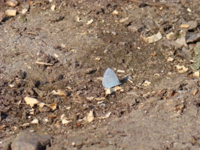 Celastrina argiolus.JPG