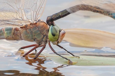 Husarz ciemny (Anax parthenope)