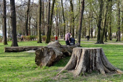 Ścięty klon_były pomnik przyrody_park Kościuszki.jpg