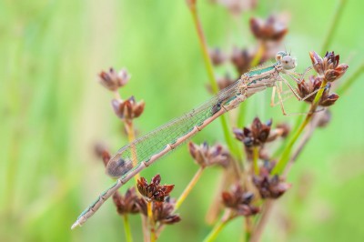 Sympecma paedisca - młody samiec