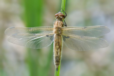 Libellula quadrimaculata - teneralna samica