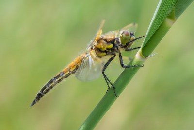 Libellula quadrimaculata - juwenilny samiec