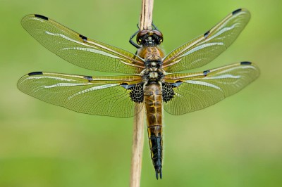 Libellula quadrimaculata samica 2012-05-07