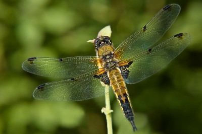 samiec Libellula quadrimaculata