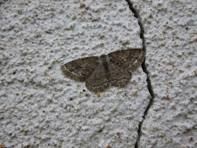 11) Ectropis crepuscularia 03.04.2017 Trzęsów