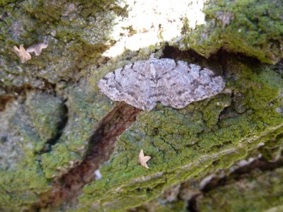 13) Aethalura punctulata 10.04.2017 Trzęsów