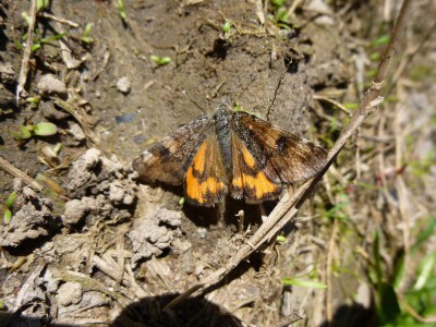 14) Boudinotiana notha 10.04.2017 Trzęsów