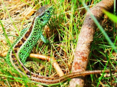 Lacerta agilis.jpg