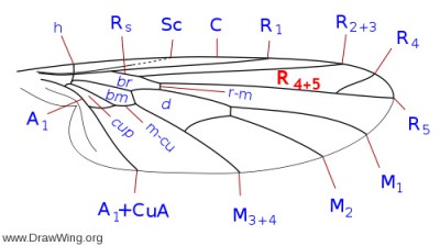 500px-Empididae_wing_veins.jpg