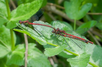 Łunica czerwona (Pyrrhosoma nymphula) - tandem 2015-05-14 rzeczka Struga Rybnicka