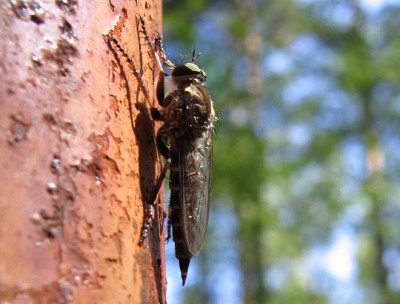 Haematopota pluvialis  2006-07-27  okolice Piły